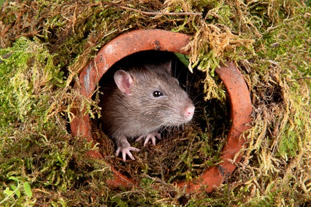 A wild rat in a studio setting emerging from a water pipe