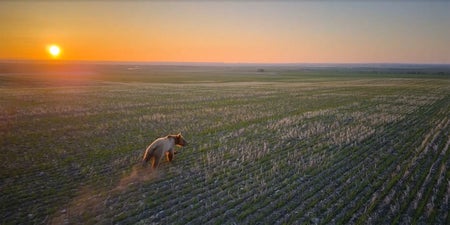 Hazing grizzlies in landscapes at sunset