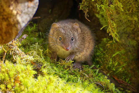 Small mouse on green moss looking at camera